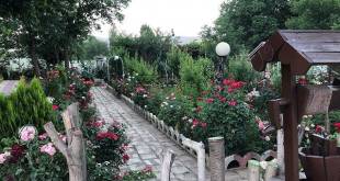 باغ عروس آزالیا در بوکان