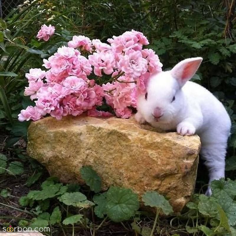 عکس خرگوش برای پروفایل 2023 بسیار کیوت و بانمک (خوشگل)