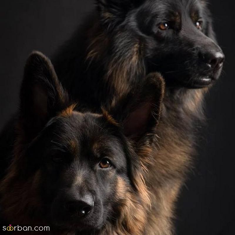 عکس سگ 2023 جدید با نژاد های مختلف برای پروفایل مناسب تمام سلیقه ها