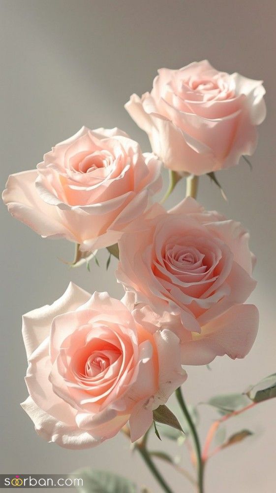 عکس گل 1403 | عکس گل بسیار زیبا برای پروفایل شاد | عکس گل برای پروفایل شاد دخترونه جدید