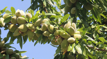 با طرح توجیهی باغ بادام و انواع نهال بادام آشنا شوید