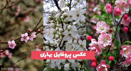 عکس پروفایل بهاری 1402 جدید و زیبا از منظره های دیدنی (شکوفه)