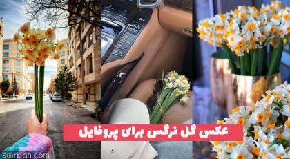 عکس گل نرگس برای پروفایل 1402 زیبا و فیک (بدون متن)