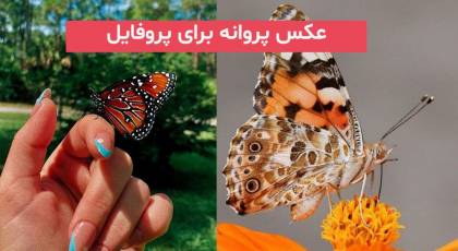 برای شمایی که به دنبال عکس پروانه برای پروفایل 2023; زیبا و بدون متن هستید!